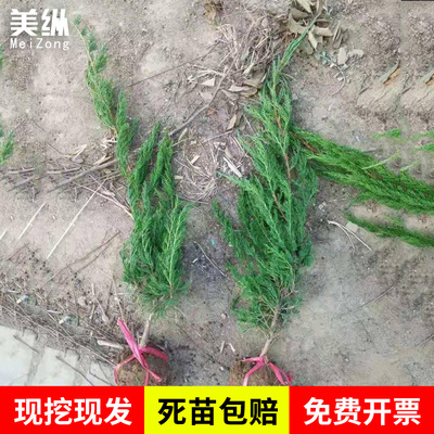 龙柏苗龙柏树苗小龙柏球蜀桧塔柏侧柏扁柏地柏宝塔松树苗四季长青