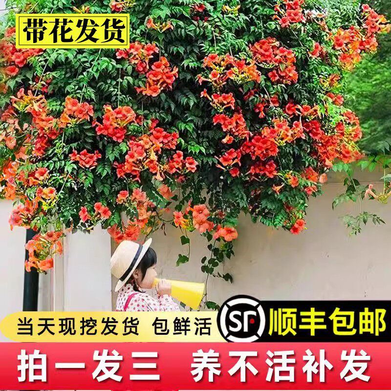 凌霄花苗爬藤植物四季开花耐寒耐热炮仗花苗阳台庭院花植物凌霄花