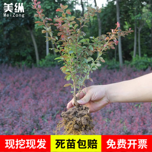 红叶小檗苗 彩色绿篱色块红叶小波苗 庭院行道工程绿化苗木包邮