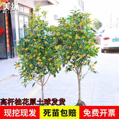 桂花树苗庭院地栽金桂丹桂原生桂树大树苗植物浓香花卉四季桂常青