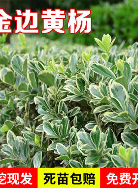 金边黄杨庭院绿化金边黄杨苗 绿篱色块苗 金边冬青苗 金边黄杨苗