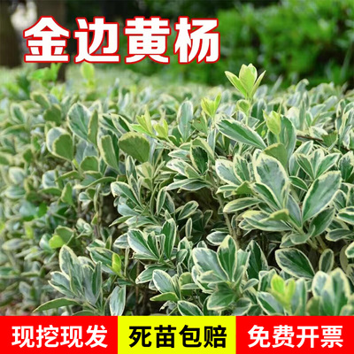 金边黄杨庭院绿化金边黄杨苗 绿篱色块苗 金边冬青苗 金边黄杨苗