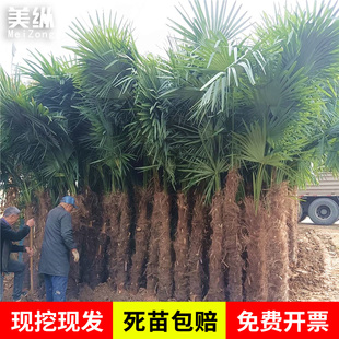 棕榈树苗别墅庭院大型耐寒四季常青绿化风景植物扇子树热带棕树苗
