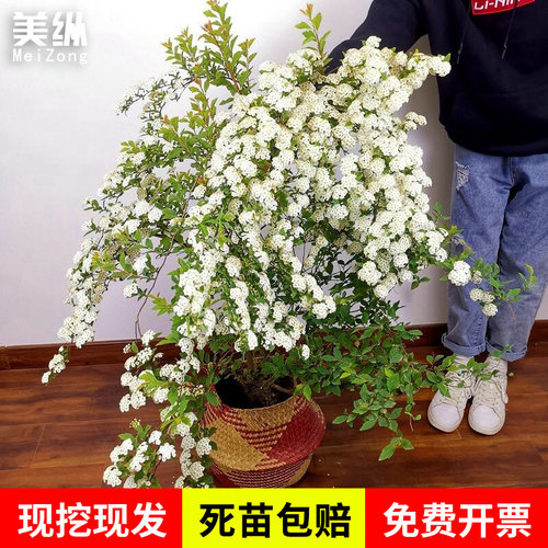 菱叶绣线菊盆栽珍珠梅小手球喷雪花耐寒耐热好养花期长开花多植物