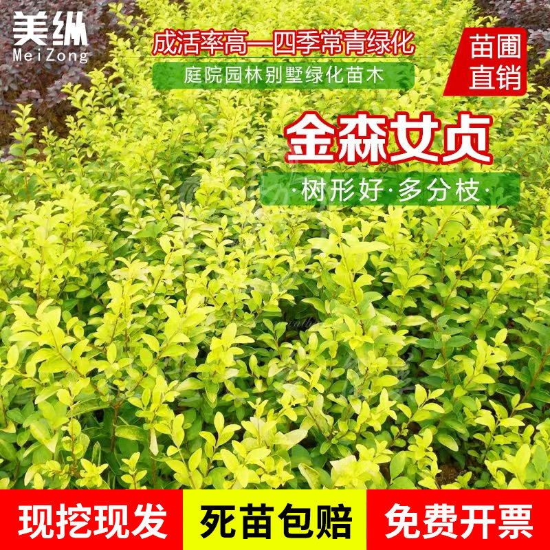 金森女贞球型树苗金叶女贞树苗耐寒庭院小区绿化色块绿篱四季常青