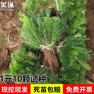 绿化苗木日本黑松小苗庭院黑松苗黑松树苗四季常青盆景植物松树苗