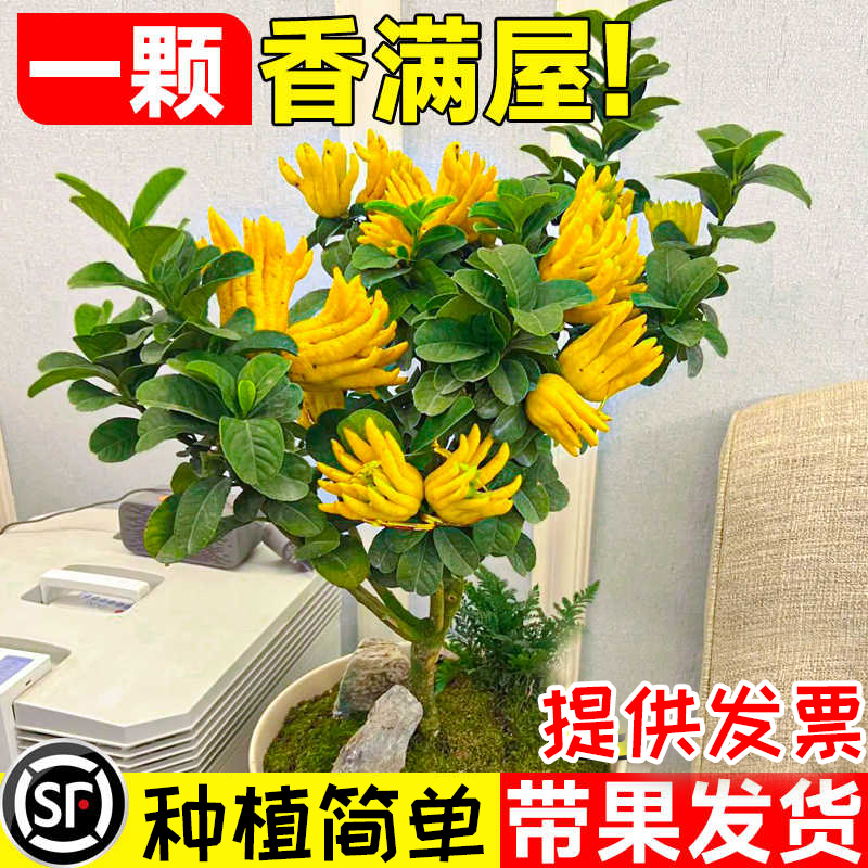 佛手树苗盆栽阳台庭院带果