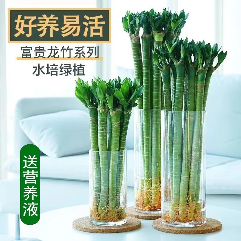 好养护龙竹带根水培植物