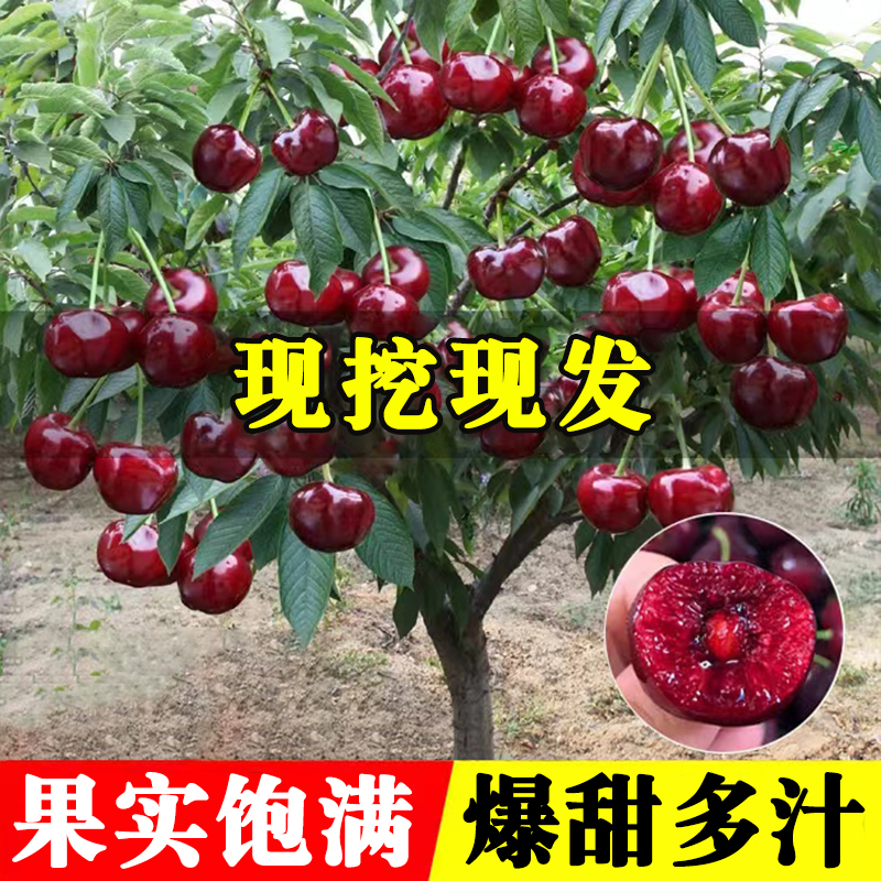 樱桃树苗嫁接车厘子南方北