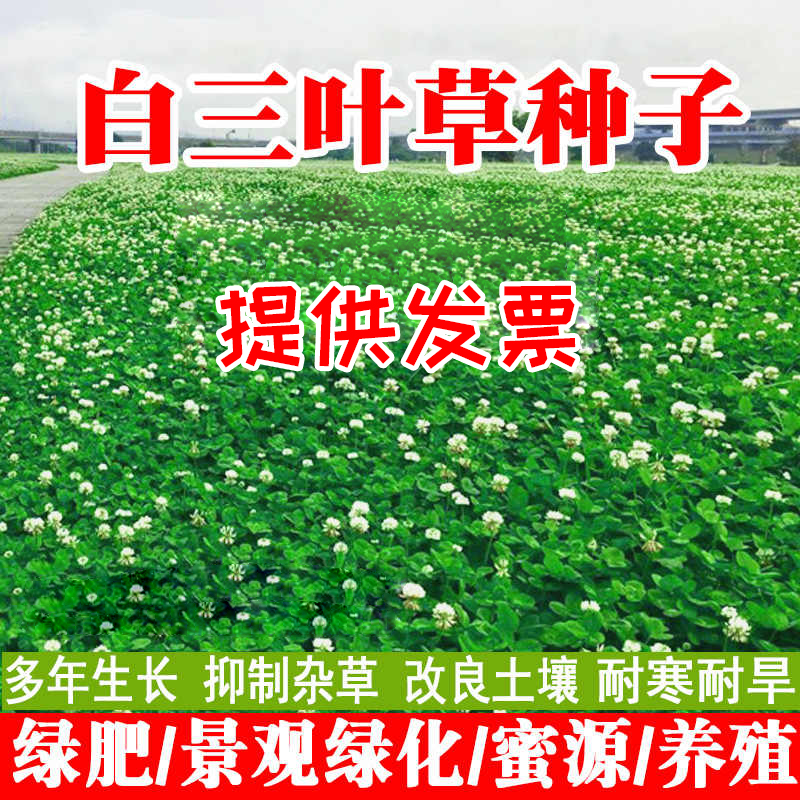 三叶草种子白三叶草籽红三叶草籽四季青草坪牧草果园绿肥四季播种