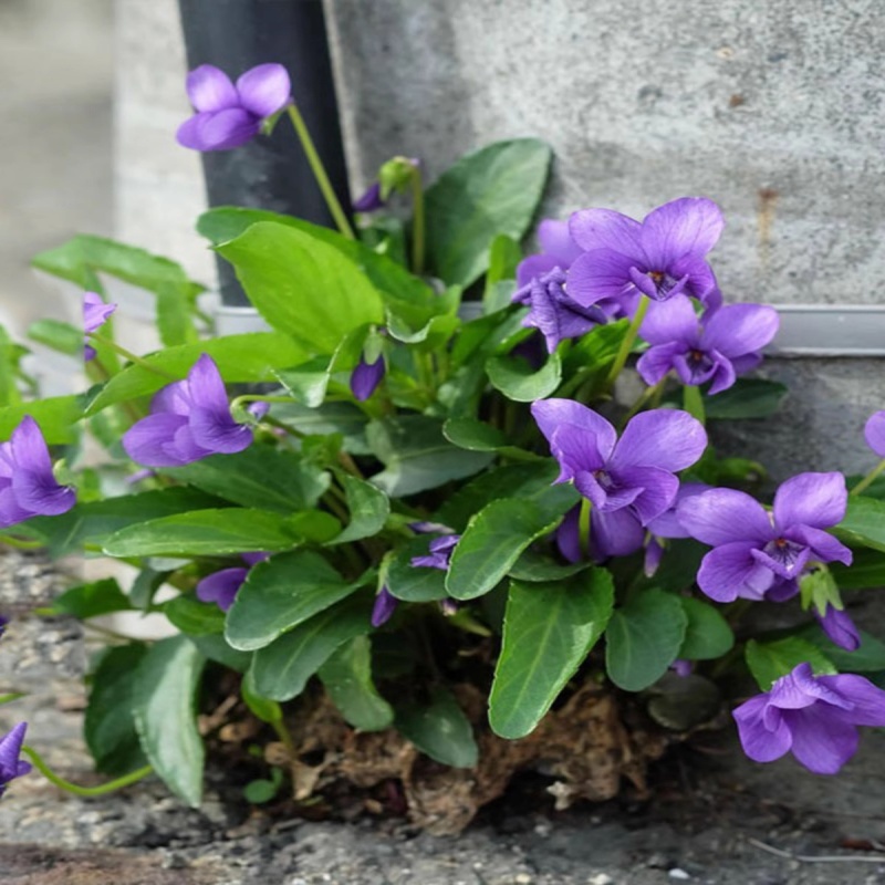 可种在草坪里花卉紫地丁子