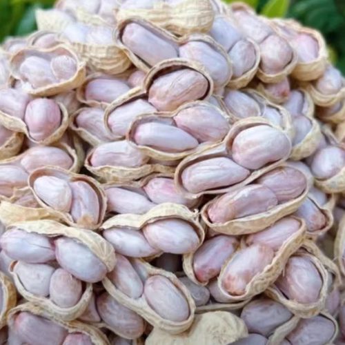 龙岩盐水花生好吃不上火