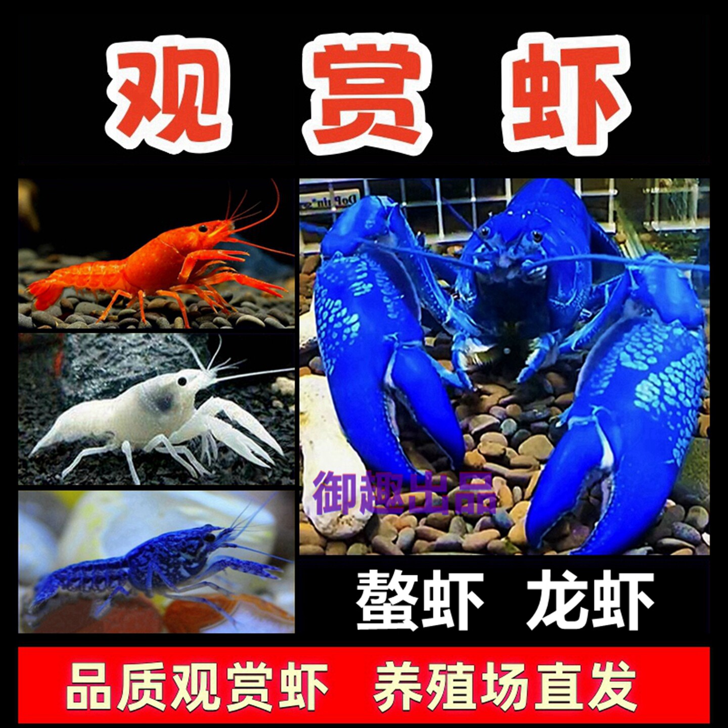 鳌虾观赏虾淡水小龙虾宠物虾除藻清洁虾冷水好养耐活天空火山原生