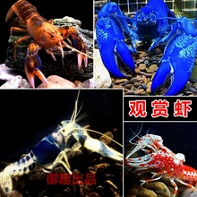 龙虾观赏虾淡水鳌虾水族大型宠物虾鱼缸清洁除藻虾冷水虾好养耐活