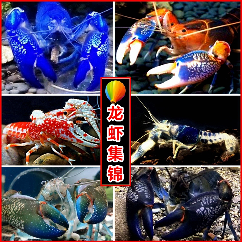 龙虾观赏虾淡水宠物虾除藻虾鳌虾