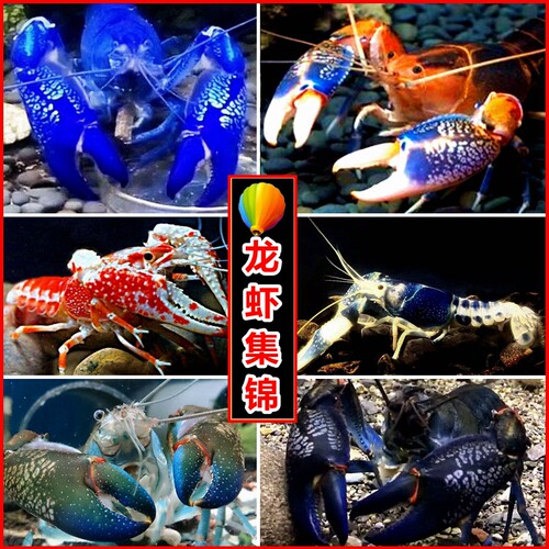 龙虾观赏虾淡水宠物虾除藻虾鳌虾