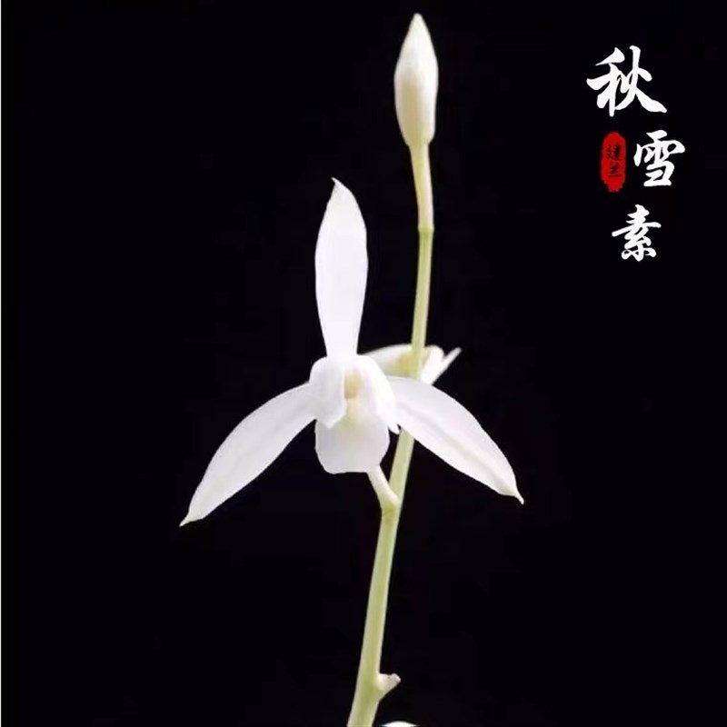 浓香兰花苗秋雪素 建兰四季兰阳台客厅办公室美观花卉盆栽易养活