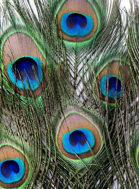 纯天然真孔雀羽毛70-80cm精选大眼睛4cm花瓶家居摆设客厅装饰