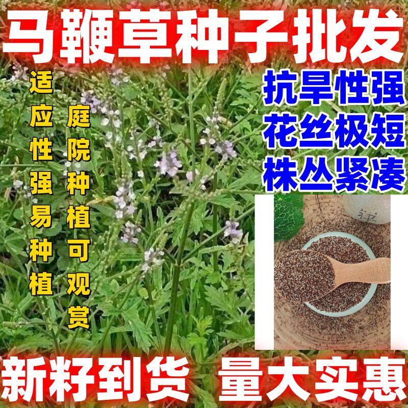 马鞭草种子马边草燕尾草铁马鞭梢蜻蜓草龙芽草凤颈草籽多年生植物