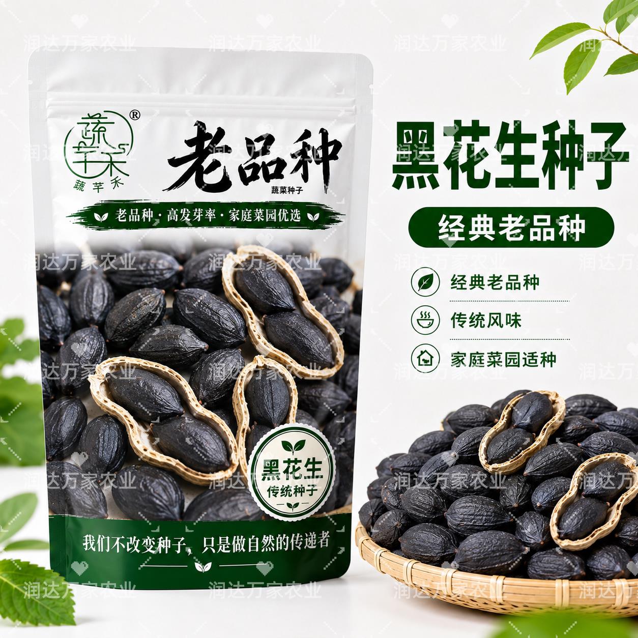 老品种黑花生种子可留非图片