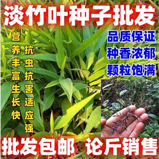 淡竹叶野生淡竹叶种子淡竹叶种子新籽论斤清热解暑草新采草药种子