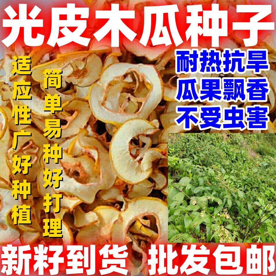 光皮木瓜种子木瓜树种子光皮木瓜种子光皮木瓜种子用处广泛