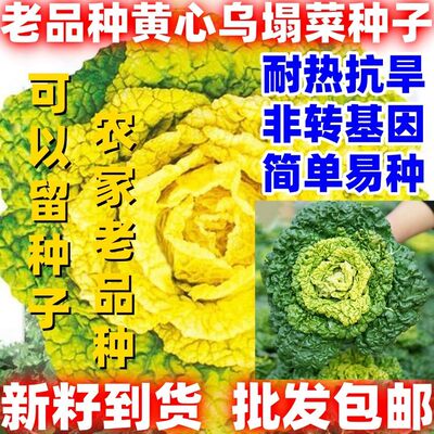 老品种黄心乌塌菜黄玫瑰