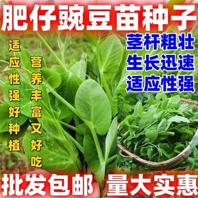 肥仔豌豆苗种子无须碗豆