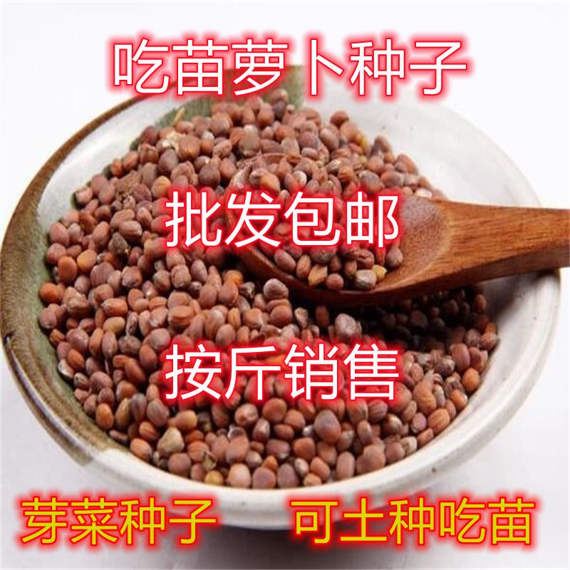 吃苗萝卜种子包邮按斤卖