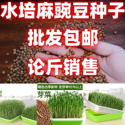 麻豌豆种子包邮论斤销售