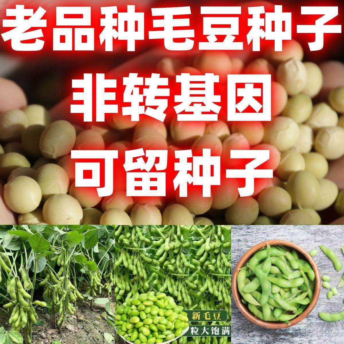 老品种毛豆子农家黄籽青大图片