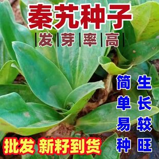 秦艽种子中药材种子秦艽种子秦玖秦九种子四季播种秦胶秦纠左秦艽