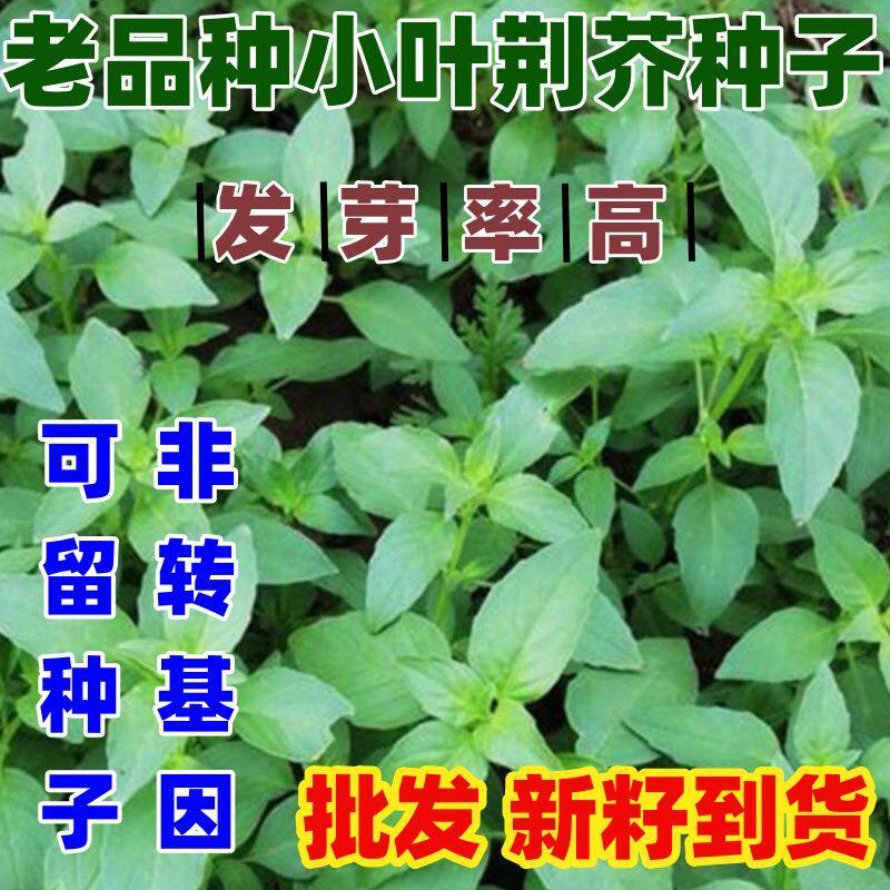 老品种小叶荆芥种子河南小叶荆芥种子荆芥菜种籽孑四季阳台种植