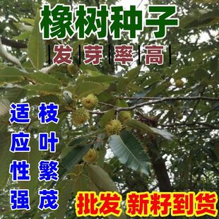 橡树种子尖齿白栎新鲜正宗白麻栎浆栎果种橡树种子又称栎树或正宗