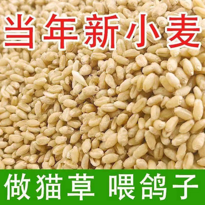 优质新鲜饲料小麦 带壳家禽饲料 喂鸽子做猫草 钓鱼打窝便宜实惠,畜牧/养殖物资,饲料原料,淘宝优惠券,粉丝福利购,淘宝优惠卷