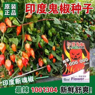 印度魔鬼椒辣椒苗种子超辣四季种植食用阳台春季蔬菜种籽孑籽种秧