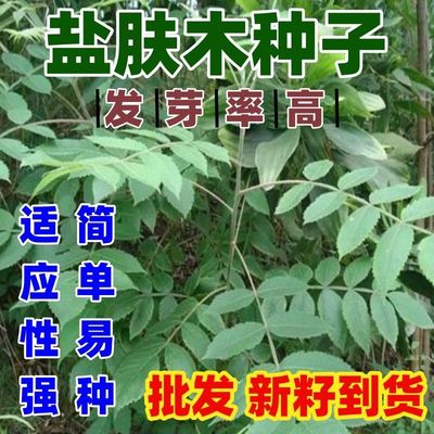 盐肤木种子中药材树五倍