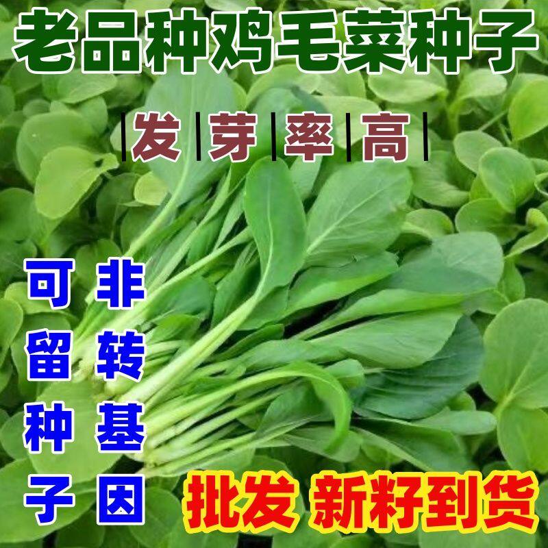 老品种速生鸡毛菜种子四