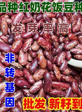 老品种红奶花饭豆种子豆