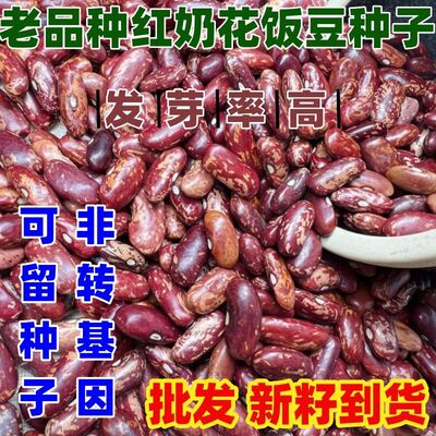 老品种红奶花饭豆种子豆