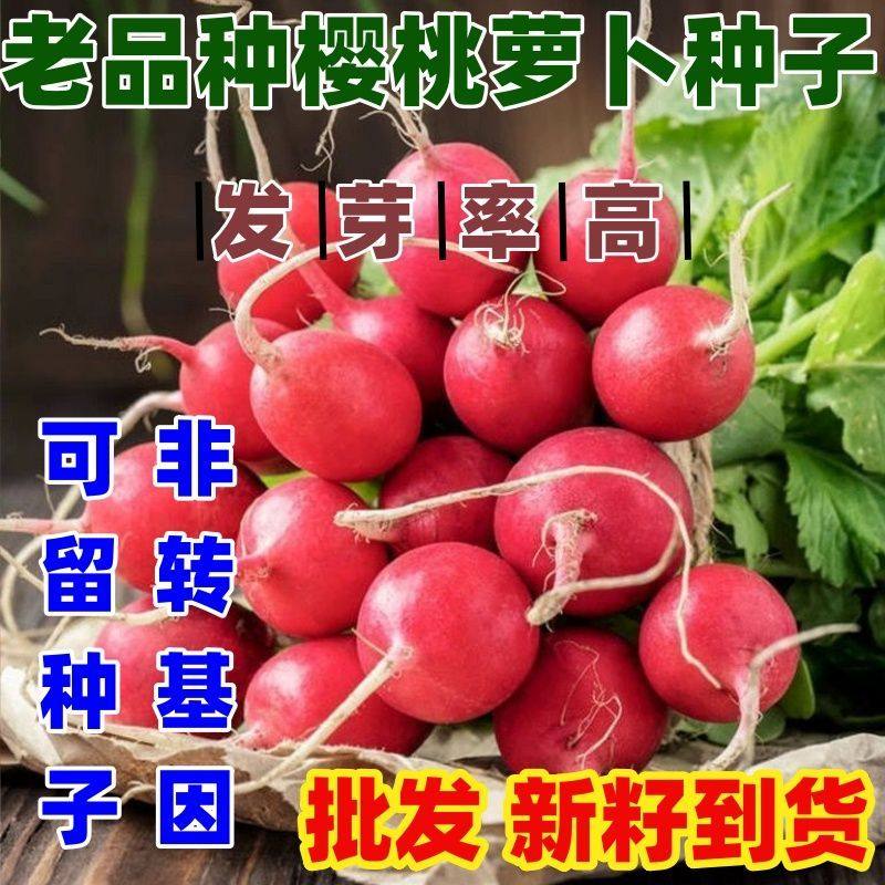老品种樱桃萝卜种子红皮小萝卜高产阳台四季盆栽菜种孑蔬菜种子