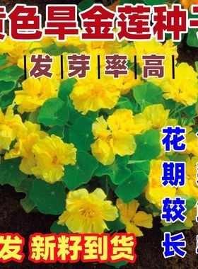 黄色旱金莲种子四季开花盆栽花草植物室内易活新手好种好看种子籽