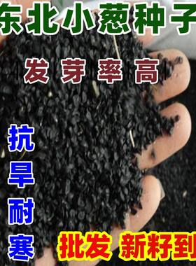 四季东北小葱种子独根香