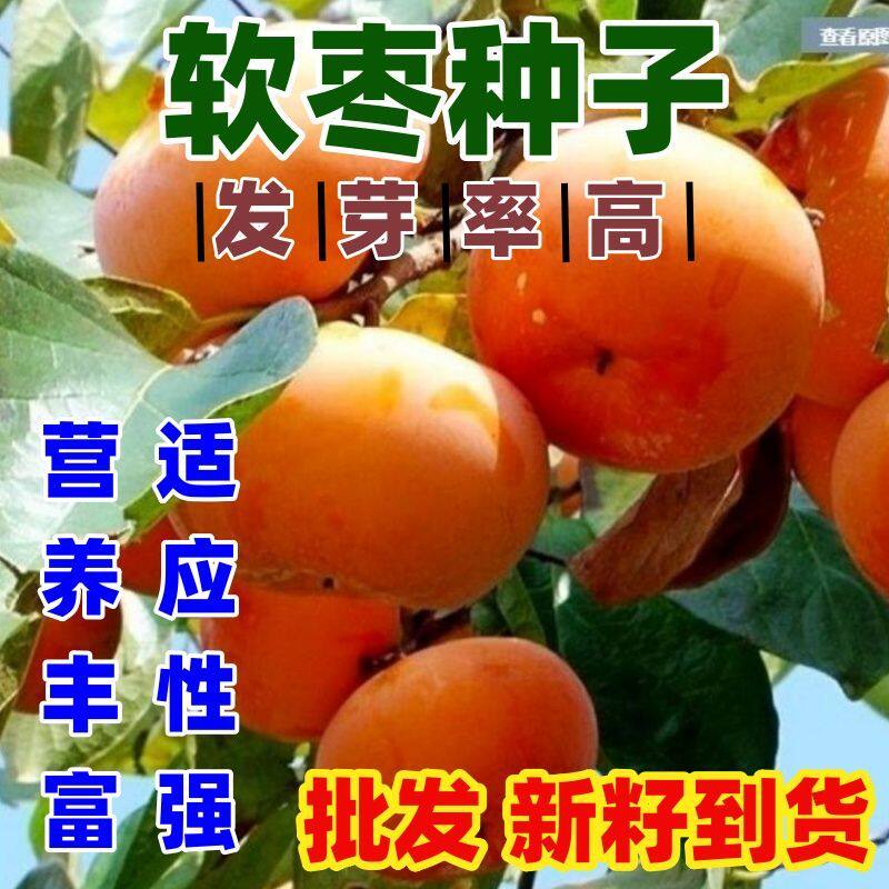 软枣种子黑枣种子君迁子种子野柿子软枣种子嫁接柿子苗木砧木