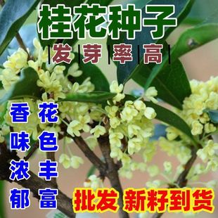 桂花种子桂花树种子桂花种籽四季种花种籽包邮桂花种子简单种
