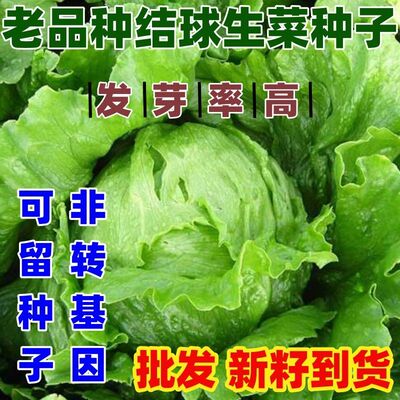老品种结球生菜甜脆汉堡