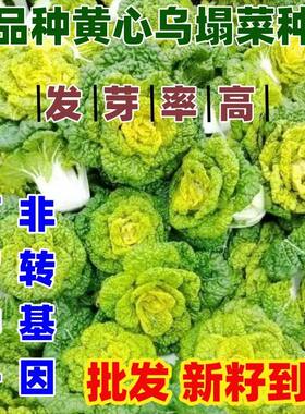老品种黄心乌塌菜种子耐