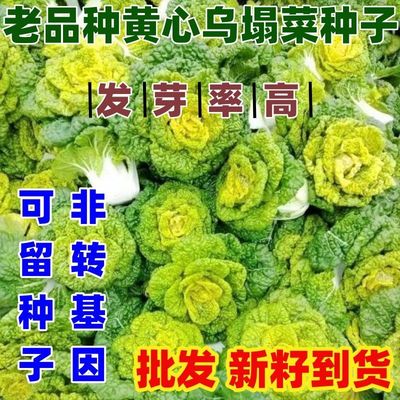 老品种黄心乌塌菜种子耐