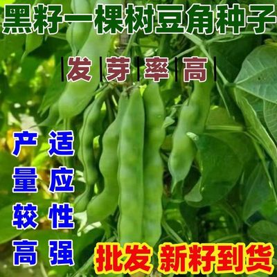 黑籽一棵树油豆角种子东