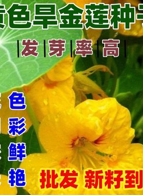 黄色旱金莲种子四季开花盆栽花草植物室内易活新手好种好看种子籽